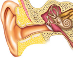 Middle ear